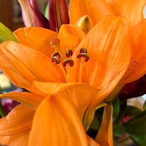 Meet your Posher, Lucy